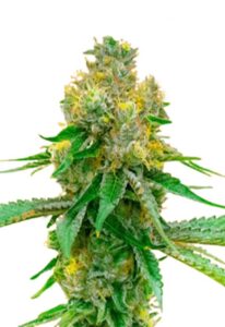 Blackberry Kush Feminized Cannabis Seeds