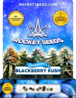 Blackberry Kush Feminized Cannabis Seeds