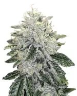 Blood Diamond OG Strain Feminized Cannabis Seeds