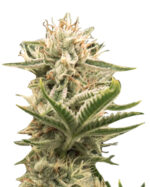 Blood Orange Kush Feminized Cannabis Seeds