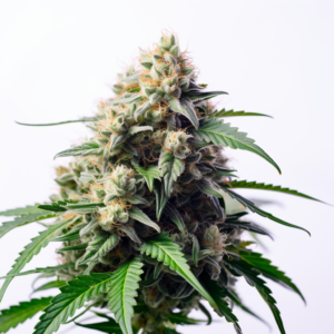 Blue Amnesia Strain Autoflowering Cannabis Seeds