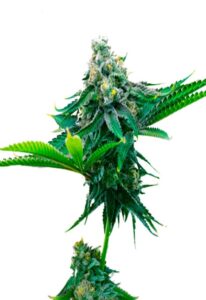 Blue Amnesia Autoflower Marijuana Seeds