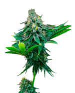Blue Amnesia Strain Autoflowering Cannabis Seeds