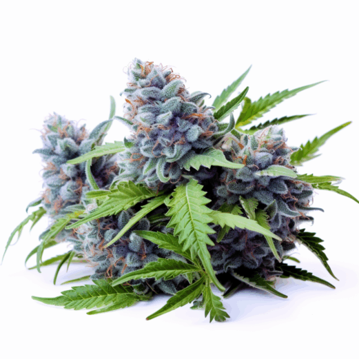 Blue Cheese Strain