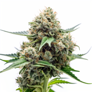Blue Cheese Strain Autoflowering Cannabis Seeds