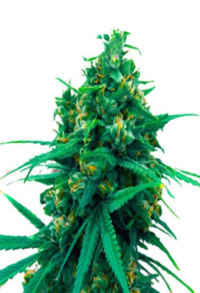 Blue Cheese Autoflowering Cannabis Seeds