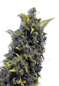 Blue Cheese Feminized Cannabis Seeds