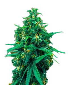 Blue Cheese Strain Autoflowering Cannabis Seeds