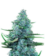 Blue Cheese Strain Feminized Cannabis Seeds