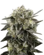Blue Cookies Strain Feminized Cannabis Seeds