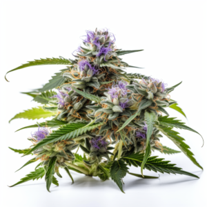 Blue Diesel Strain Autoflowering Cannabis Seeds