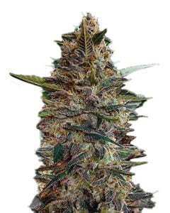 Blue Diesel Strain Autoflowering Cannabis Seeds