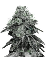 Blue Dream Strain Feminized Cannabis Seeds