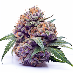 Blue Fruit Strain Autoflowering Cannabis Seeds