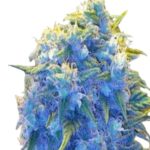 Blue Haze Feminized Marijuana Seeds 150x150