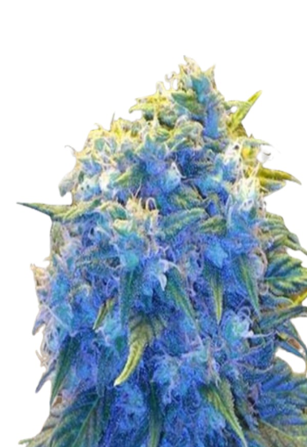 Blue Haze Feminized Cannabis Seeds