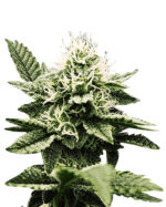 Blue Headband Strain Feminized Cannabis Seeds