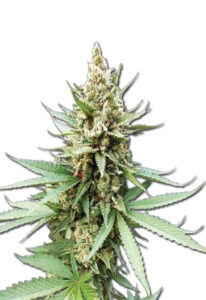 Blue OG Feminized Marijuana Seeds