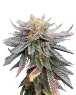 Blue OG Strain Feminized Cannabis Seeds