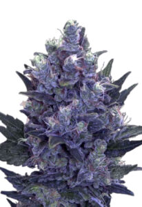 Blue Pyramid Autoflower Marijuana Seeds