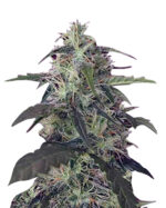 Blue Pyramid Strain Autoflowering Cannabis Seeds