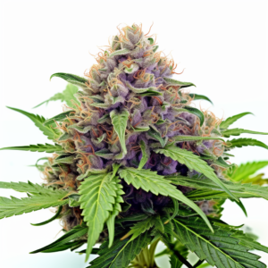 Blue Widow Strain Feminized Cannabis Seeds