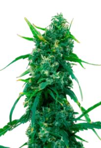 Blue Widow Feminized Cannabis Seeds