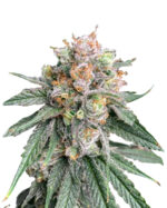 Blue Widow Strain Feminized Cannabis Seeds