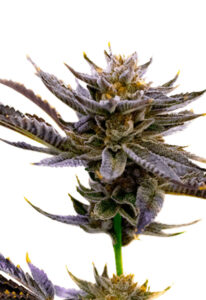 Blueberry Autoflower Marijuana Seeds