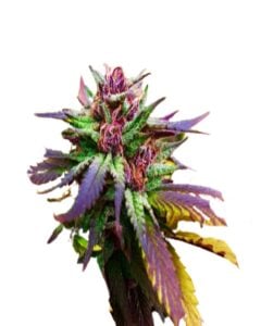 Blue Diesel Regular Cannabis Seeds