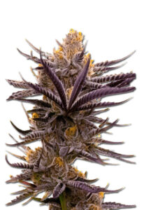 Blueberry Badazz OG Feminized Marijuana Seeds