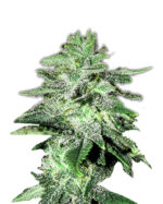 Blueberry Badazz OG Strain Feminized Cannabis Seeds