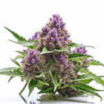 Blueberry Diesel Strain Autoflowering Cannabis Seeds