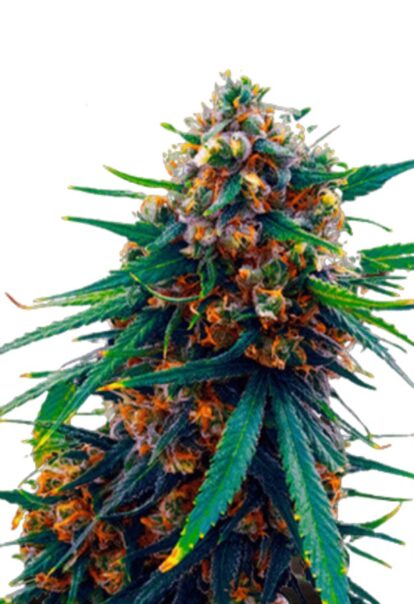 Blueberry Feminized Cannabis Seeds