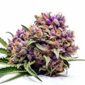 Blueberry OG Strain Feminized Cannabis Seeds
