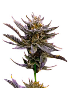 Blueberry Strain Autoflowering Cannabis Seeds