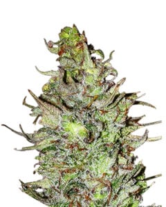 Blueberry Strain Feminized Cannabis Seeds