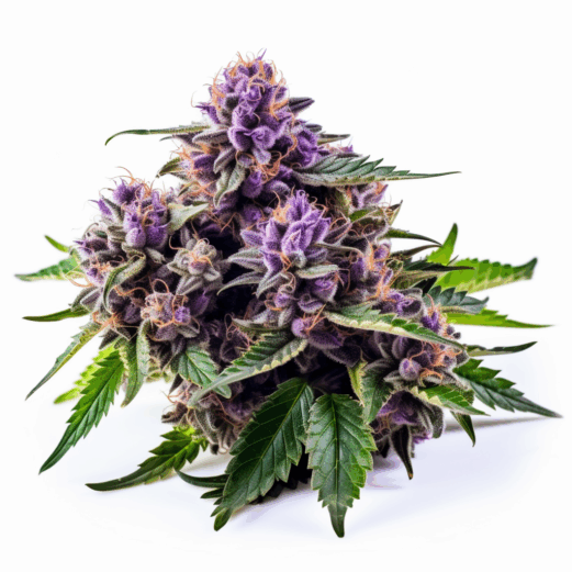 Blueberry Yum Yum Strain