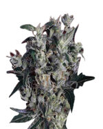 Blueberry Yum Yum Strain Autoflowering Cannabis Seeds