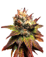 Bonkers Strain Feminized Cannabis Seeds