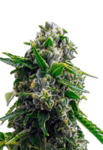 Bruce Banner 2.0 Feminized Cannabis Seeds