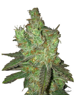 Bruce Banner 2.0 Strain Feminized Cannabis Seeds - Rocket Seeds