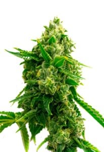 Bruce Banner Autoflower Marijuana Seeds