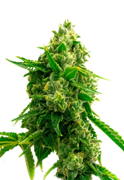 Bruce Banner Autoflower Cannabis Seeds