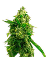 Bruce Banner Strain Autoflowering Cannabis Seeds