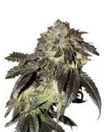 Bruce Banner Strain Feminized Cannabis Seeds