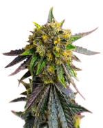 Bubba Kush Autoflower Cannabis Seeds
