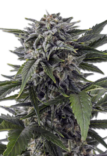 Bubba White Autoflowering Cannabis Seeds