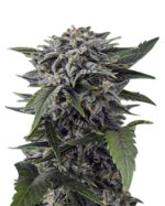 Bubba White Strain Autoflowering Cannabis Seeds