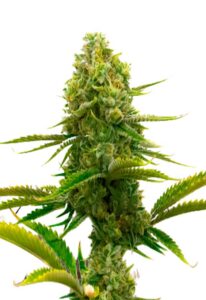 Bubblegum Autoflower Cannabis Seeds
